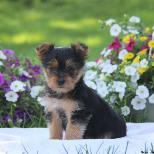 Kaden, Yorkshire Terrier Puppy