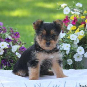 Kaden, Yorkshire Terrier Puppy