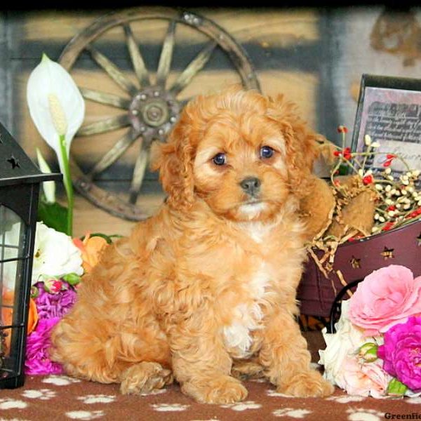 Karson, Cavapoo Puppy