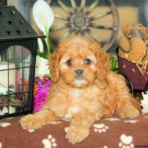 Karson, Cavapoo Puppy