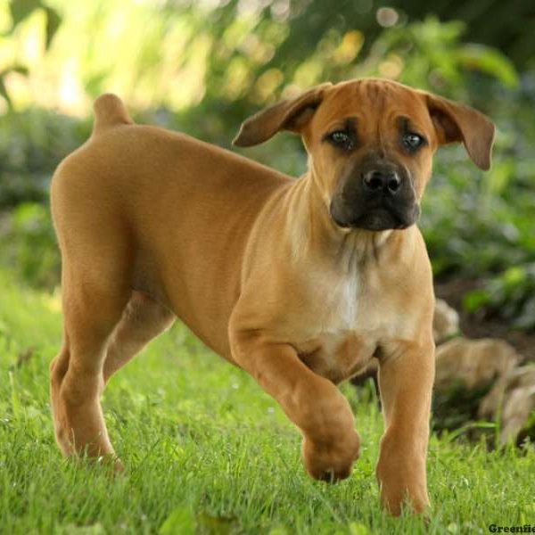 Katie, African Boerboel Puppy