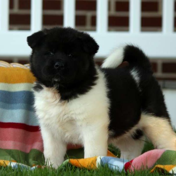 Kaylee, Akita Puppy