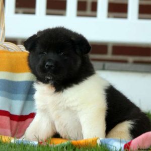 Kaylee, Akita Puppy