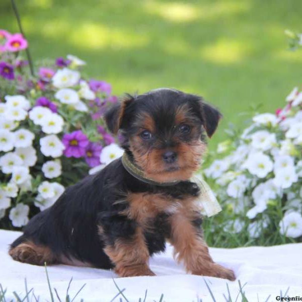 Kent, Yorkshire Terrier Puppy