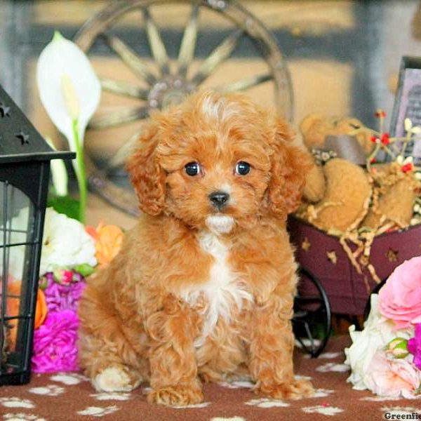 Kent, Cavapoo Puppy