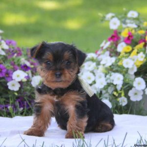 Kent, Yorkshire Terrier Puppy