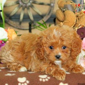 Kent, Cavapoo Puppy