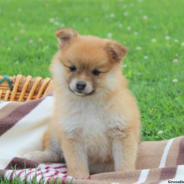 Kimberly, Pomeranian Puppy