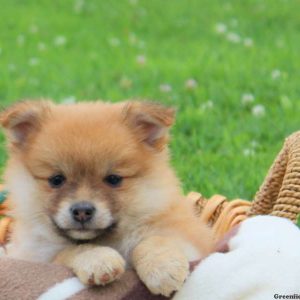 Kimberly, Pomeranian Puppy