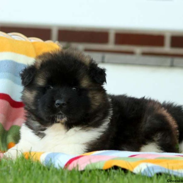 Kira, Akita Puppy