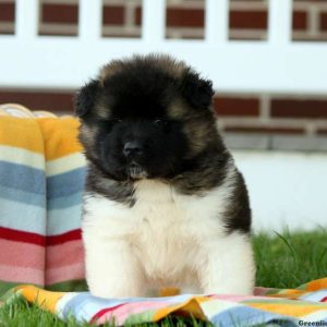 Kira, Akita Puppy