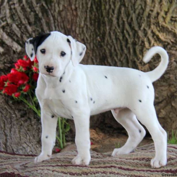 Kolby, Dalmatian Puppy