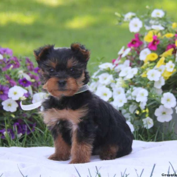 Kolby, Yorkshire Terrier Puppy