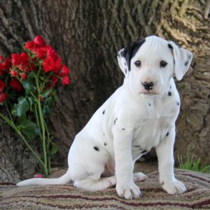 Kolby, Dalmatian Puppy