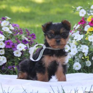 Kolby, Yorkshire Terrier Puppy