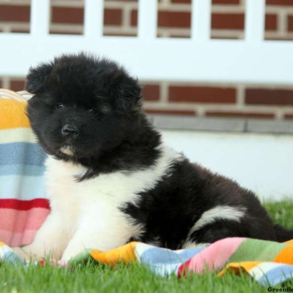 Kristi, Akita Puppy