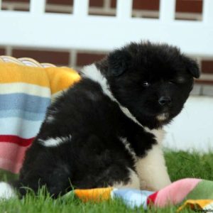 Kristi, Akita Puppy