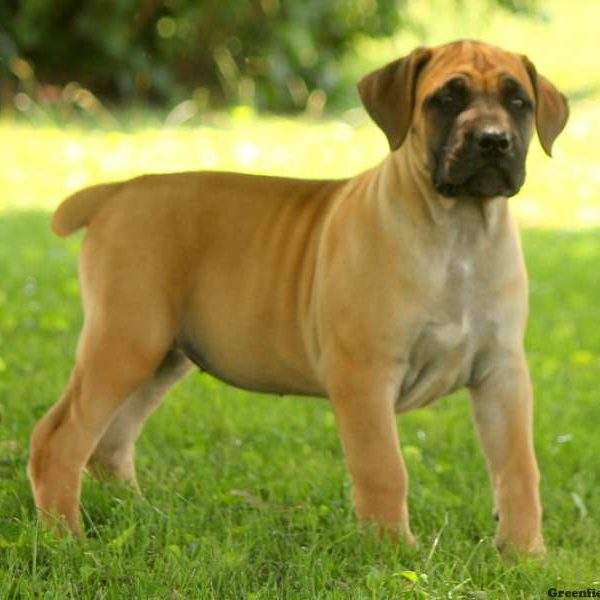 Kylee, African Boerboel Puppy