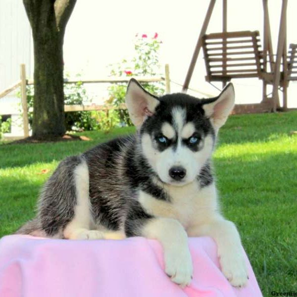 Lacey, Siberian Husky Mix Puppy