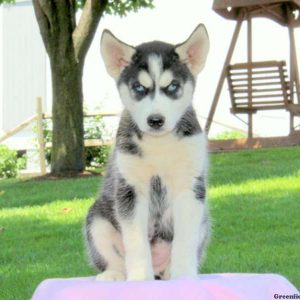 Lacey, Siberian Husky Mix Puppy