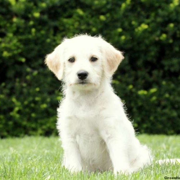 Lady, Labradoodle-Miniature Puppy