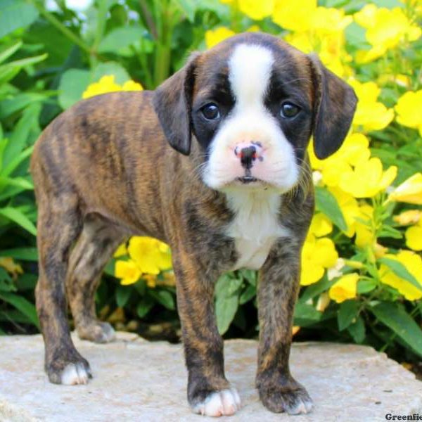 Lady, Boston Terrier Mix Puppy