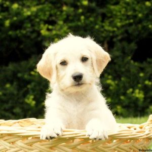 Lady, Labradoodle-Miniature Puppy