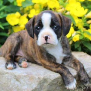 Lady, Boston Terrier Mix Puppy