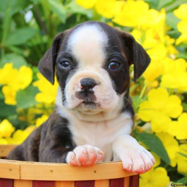 Lambert, Boston Terrier Mix Puppy