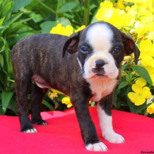 Lambert, Boston Terrier Mix Puppy