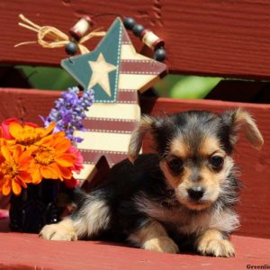 Lancelot, Yorkie-Chon Puppy