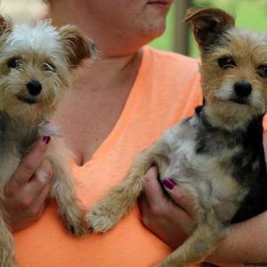 Lancelot, Yorkie-Chon Puppy