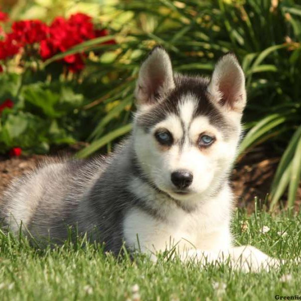 Landon, Siberian Husky Puppy