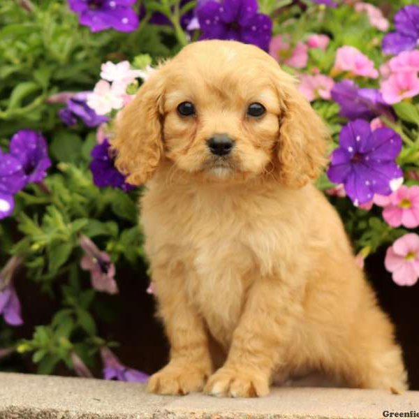 Landon, Cavapoo Puppy