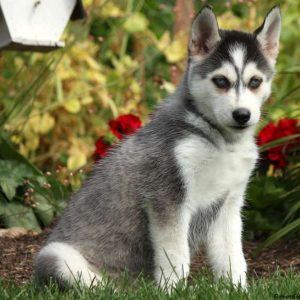 Landon, Siberian Husky Puppy