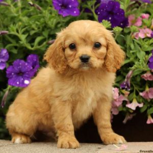 Landon, Cavapoo Puppy