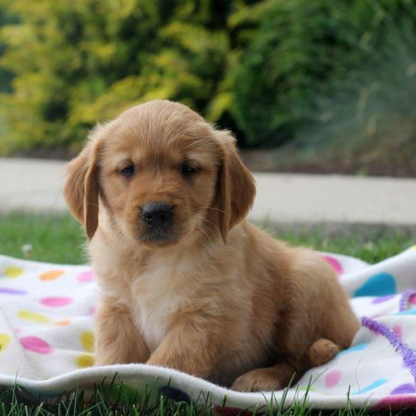 Lantz, Golden Retriever Puppy