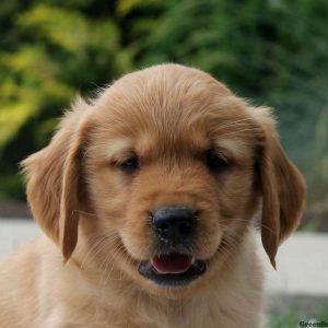 Lantz, Golden Retriever Puppy