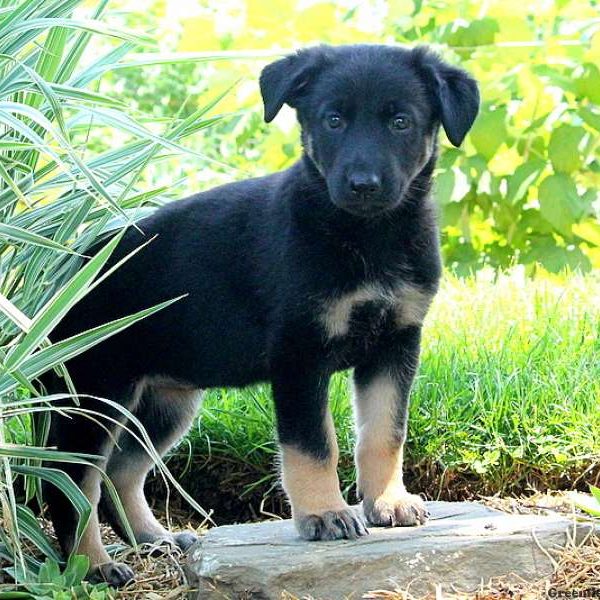 Laura, German Shepherd Puppy