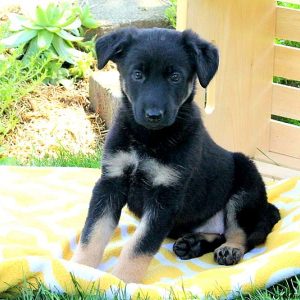 Laura, German Shepherd Puppy