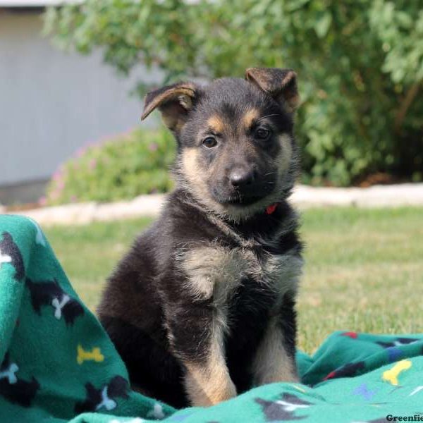 Layla, German Shepherd Puppy