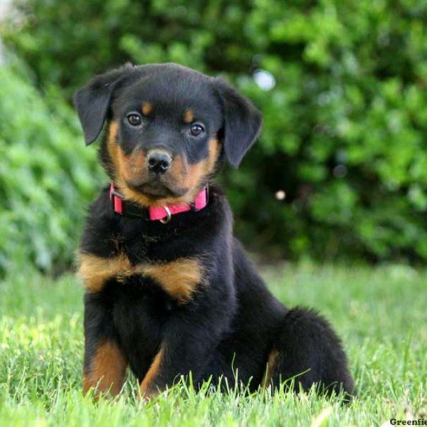 Layla, Rottweiler Puppy