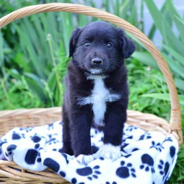 Layla, Australian Shepherd-Miniature Puppy