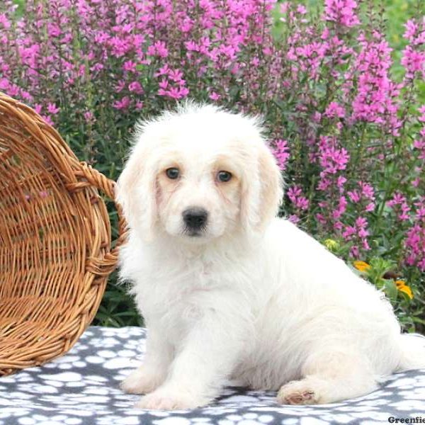 Layla, Bichon Mix Puppy