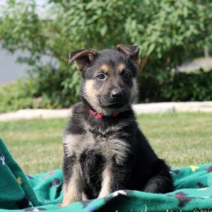 Layla, German Shepherd Puppy