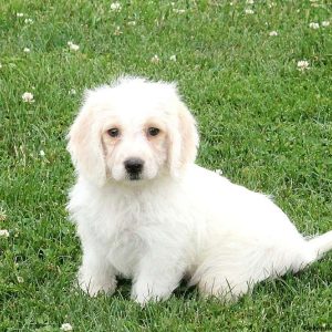 Layla, Bichon Mix Puppy