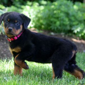 Layla, Rottweiler Puppy