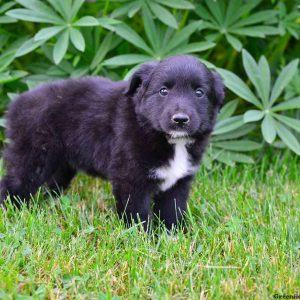 Layla, Australian Shepherd-Miniature Puppy