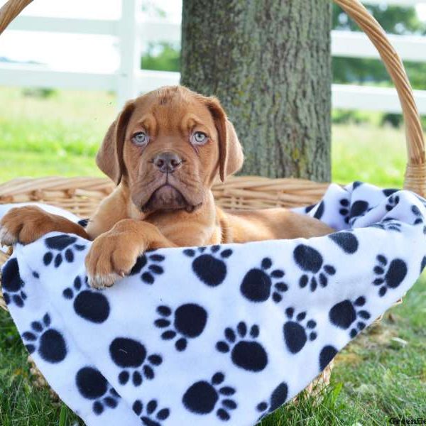 Leo, Dogue De Bordeaux/French Mastiff Puppy