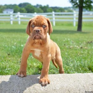 Leo, Dogue De Bordeaux/French Mastiff Puppy